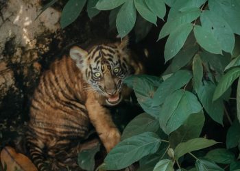 Gubernur Rahmat Mirzani Djausal Perkenalkan Anak Harimau Sumatera Bernama Puspa dan Muli Sikop di Taman Satwa Lembah Hijau,